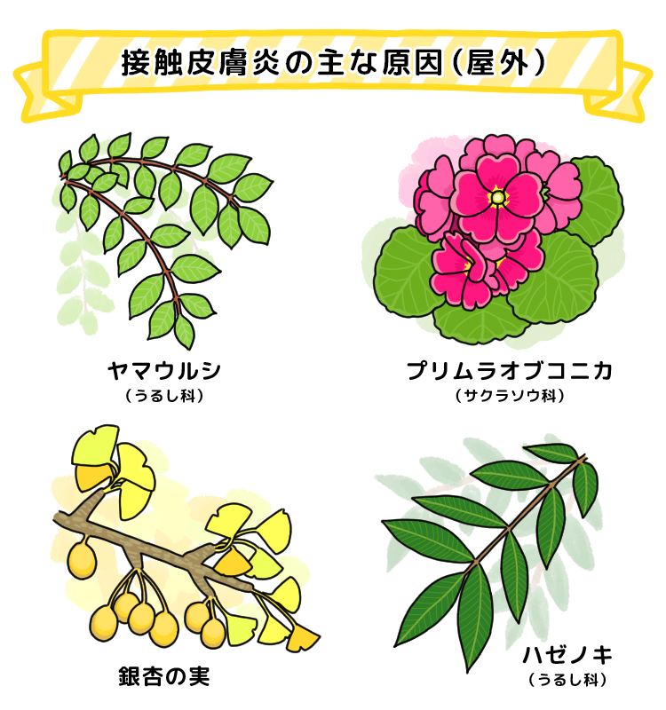 草木かぶれの原因