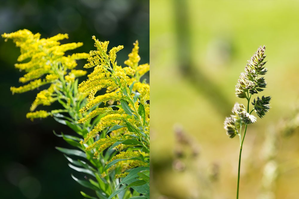 特定の季節に顔がかゆくなる…。その原因は、花粉にあるのかも