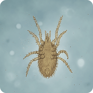 イエダニの画像