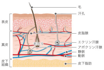 皮膚の構成図