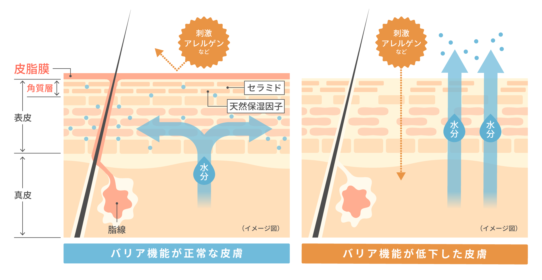 バリア機能が正常な皮膚とバリア機能が低下した皮膚のイメージ画像 バリア機能が正常な皮膚は皮脂膜と角質質によって守られていますが、バリア機能が低下した皮膚はそれらが機能していないため皮膚から水分が抜けていきます