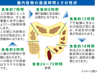 大腸のはたらきの画像