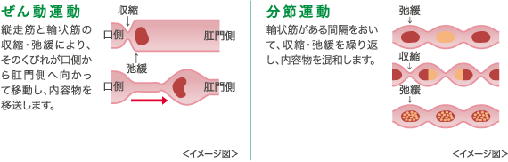 大腸の運動画像