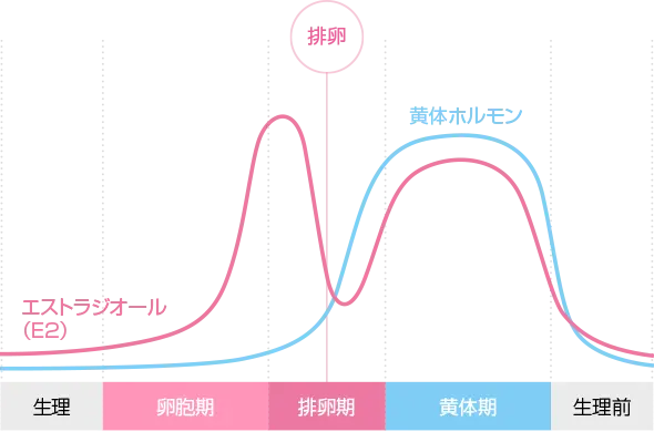 生理・卵胞期・排卵期・黄体期・生理前におけるエストラジオール（E2）と黄体ホルモンの変化イメージグラフ