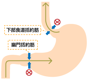 括約筋調節の図