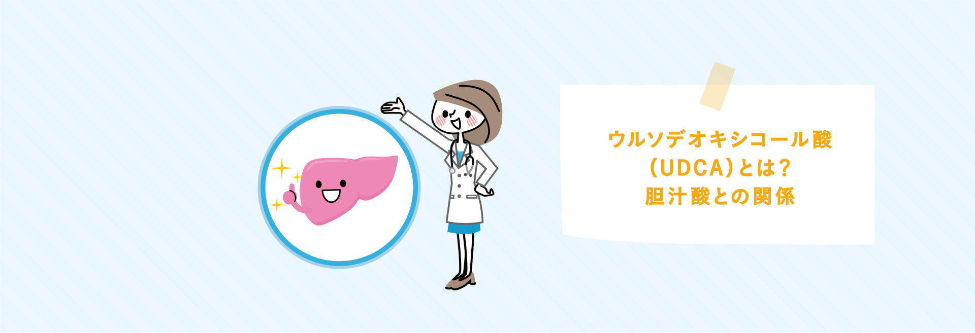ウルソデオキシコール酸（UDCA）とは？胆汁酸との関係