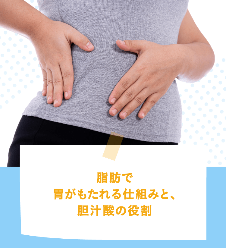 脂肪で胃がもたれる仕組みと、胆汁酸の役割