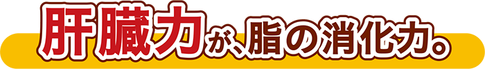 肝臓力が、脂の消化力