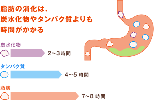 脂肪の消化は、炭水化物やタンパク質よりも時間がかかる