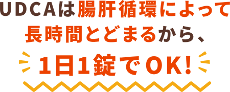 UDCAは腸肝循環によって長時間とどまるから１日1錠でok!