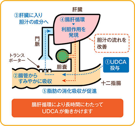 腸肝循環により長時間にわたってUDCAが働きかけます